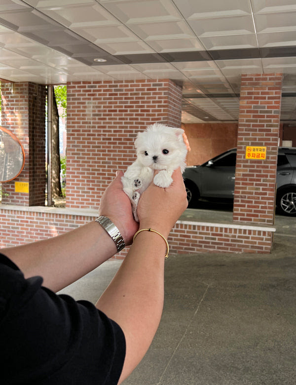 Woman holding teacup Maltese
